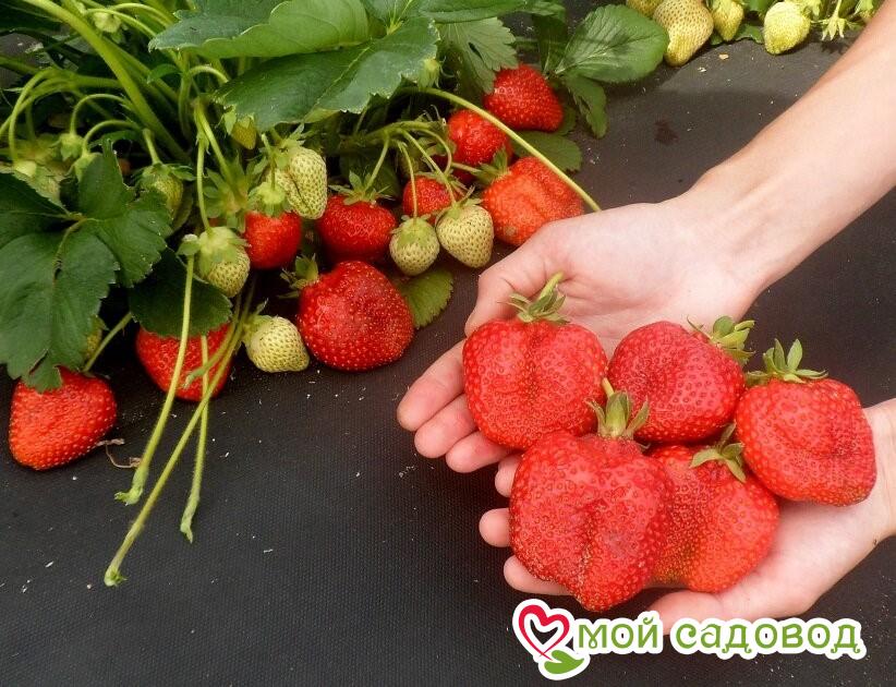 Клубника Адрия: описание и характеристики, правила выращивания и фото, отзывы