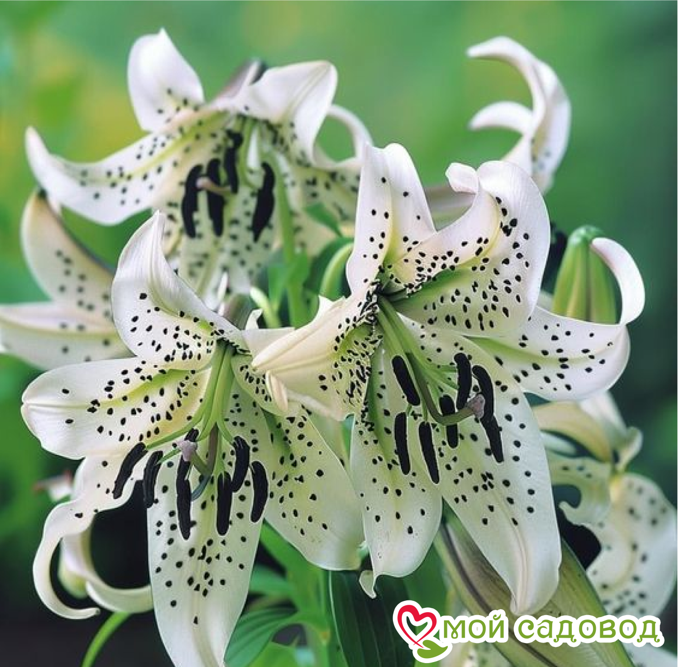 Лилия Грин Бьюти