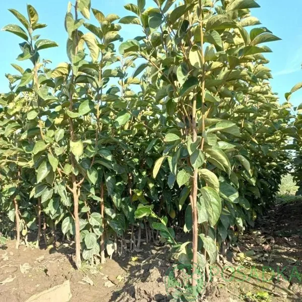 Хурма Горы Роджерс